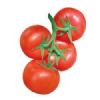 供应凯美瑞二号-番茄种子