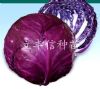 供应紫球—甘蓝种子
