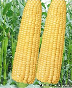 供应华盛金－玉米种子