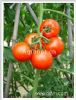 供应阿克斯一号番茄—番茄种子