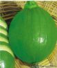 供应华盛绿铃—西葫芦种子