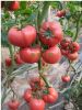 供应普罗旺斯—番茄种子