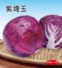 供应紫琦玉—甘蓝种子