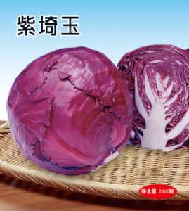 供应紫琦玉—甘蓝种子