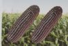 供应甘紫糯2008—玉米种子