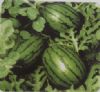 供应亿丰2008—西瓜种子