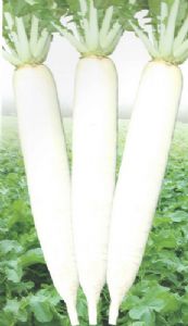 供应潍春白玉—萝卜种子