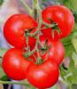 供应红爵士（大红）—番茄种子