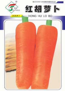 红胡萝卜——胡萝卜种子