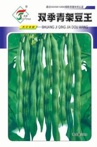 双季青架豆——菜豆种子