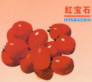 红宝石—番茄种子