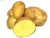 供应克星一号—优质一级种薯种子