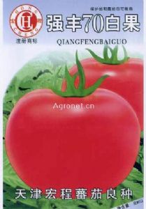 强丰70白果—番茄种子