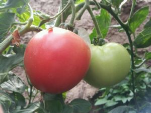 供应粉果星冠—番茄种子