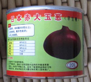 供应日本赤大玉葱—洋葱种子