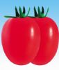 以色列番茄王—番茄种子