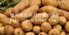 供应荷兰十五号—土豆种子