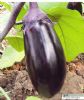 供应紫奇—茄子种子