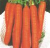 供应红圣六号—胡萝卜种子