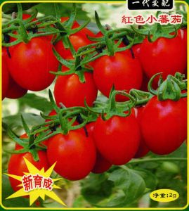 供应台红124-番茄种子