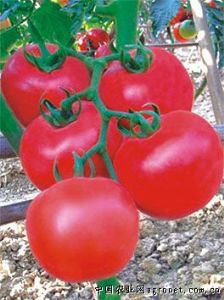供应粉鹤618—番茄种子