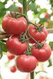 供应荷兰粉冠——番茄种子