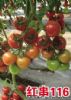供应红串116－串收番茄种子