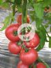 供应卓妮F1－番茄种子