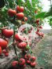 供应红利（HOLI）－番茄种子