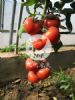 供应拉宾F1（LABIN）－番茄种子