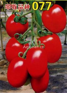 供应耐热品种077-番茄种子