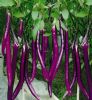 供应紫艳—茄子种子