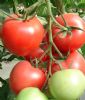供应伯爵-番茄种子 
