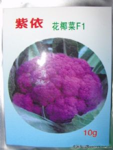 供应紫依—花椰菜种子