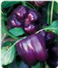供应紫玫瑰—彩椒种子
