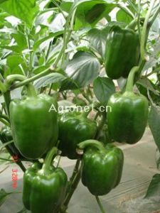 供应安娜(方型绿果)—甜椒种子