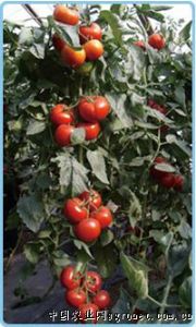 供应歌德-番茄种子
