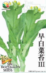 供应早白菜苔Ⅲ－白菜菜苔种子