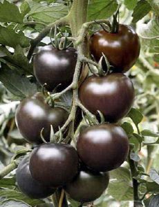 供应黑色番茄—番茄种子