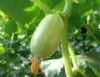 供应玉女—黄瓜种子