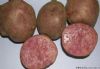供应红土豆—马铃薯种子