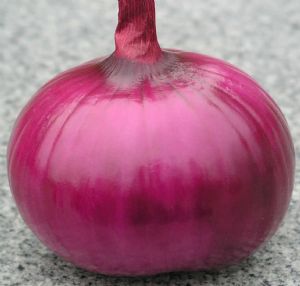 洋葱种子——紫选一号洋葱