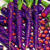 供应紫色萝卜—紫色萝卜
