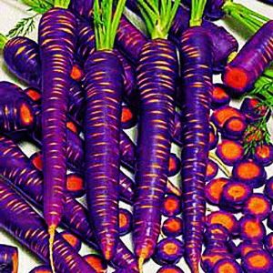 供应紫色萝卜—紫色萝卜