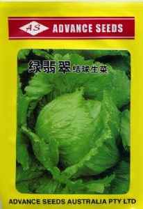 生菜种子——绿翡翠结球生菜