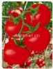 南蔬3388石头番茄--番茄种子