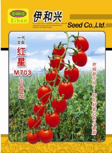 供应红星M703—番茄种子