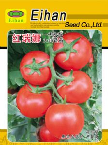 供应红瑞娜—番茄种子