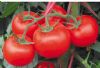 供应赛琳娜—番茄种子