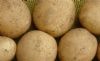 供应优质中熟大西洋—马铃薯种子